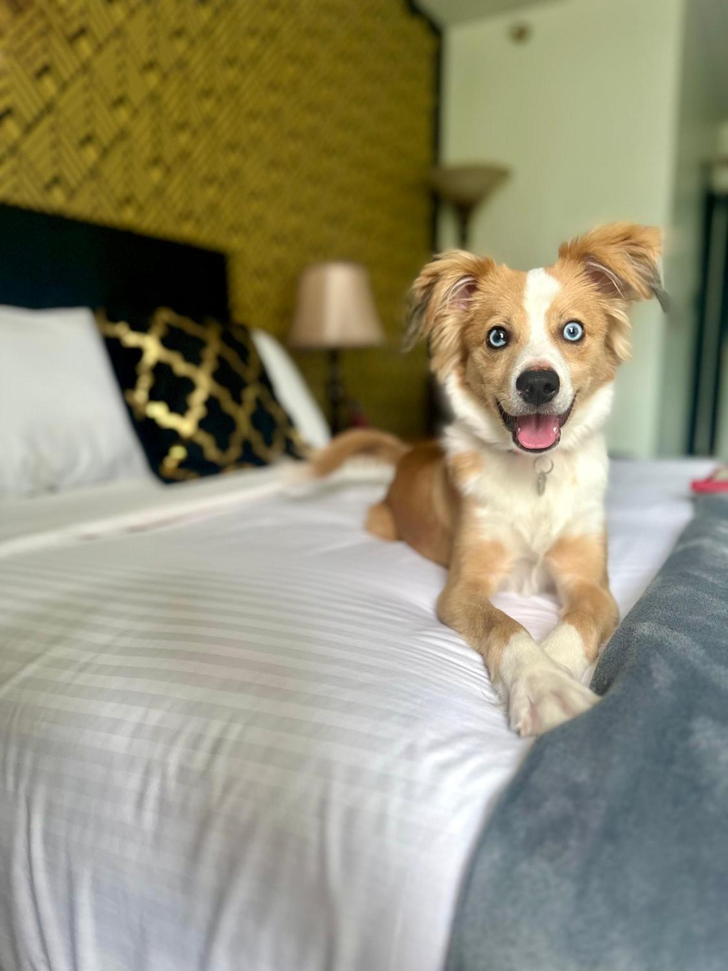 Latchis Hotel Brattleboro Εξωτερικό φωτογραφία